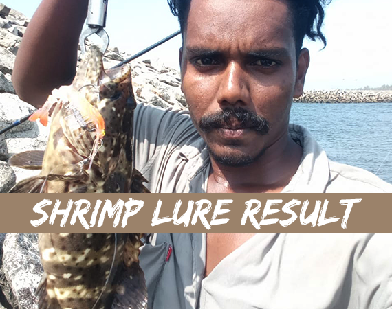 Shrimp Lure Result 